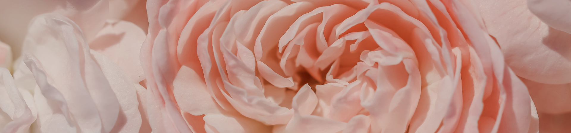 아름다움의 시작